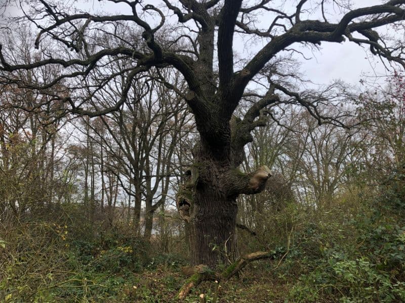 Natur- und Familiencampingplatz Pehlitzwerder - foto 1