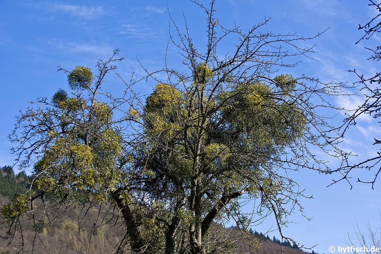 MYCN Zwingenberg - foto 1