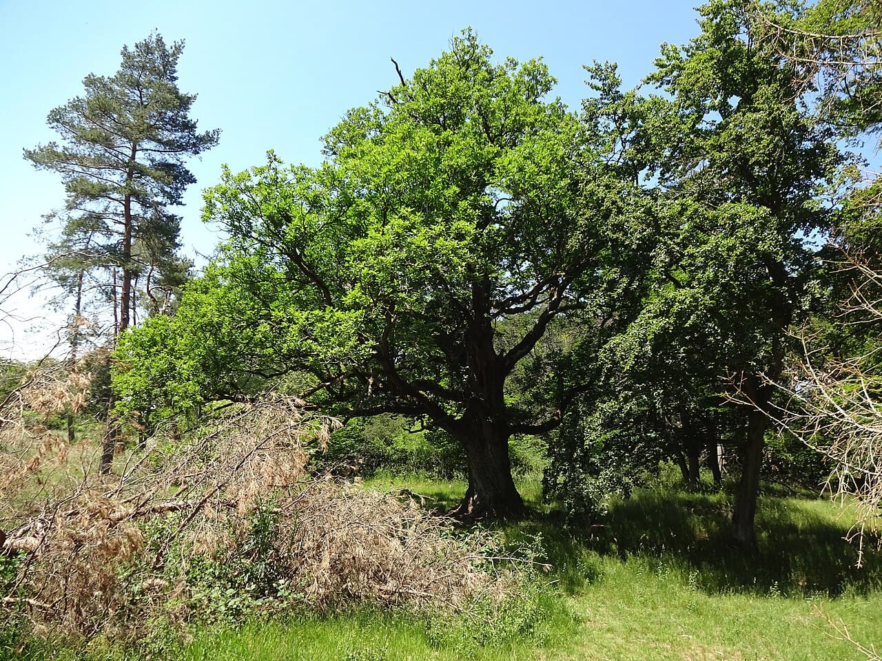 Trekkingplatz Lärenberg - foto 1